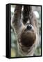 2 Finger Sloth, Choloepus Didactylus, Branch, Hang, Climb Headlong-Ronald Wittek-Framed Stretched Canvas