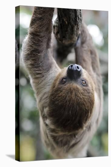 2 Finger Sloth, Choloepus Didactylus, Branch, Hang, Climb Headlong-Ronald Wittek-Stretched Canvas