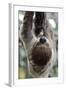 2 Finger Sloth, Choloepus Didactylus, Branch, Hang, Climb Headlong-Ronald Wittek-Framed Photographic Print