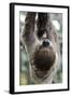 2 Finger Sloth, Choloepus Didactylus, Branch, Hang, Climb Headlong-Ronald Wittek-Framed Photographic Print