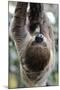 2 Finger Sloth, Choloepus Didactylus, Branch, Hang, Climb Headlong-Ronald Wittek-Mounted Photographic Print