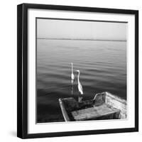 2 Herons Leaving-Moises Levy-Framed Photographic Print