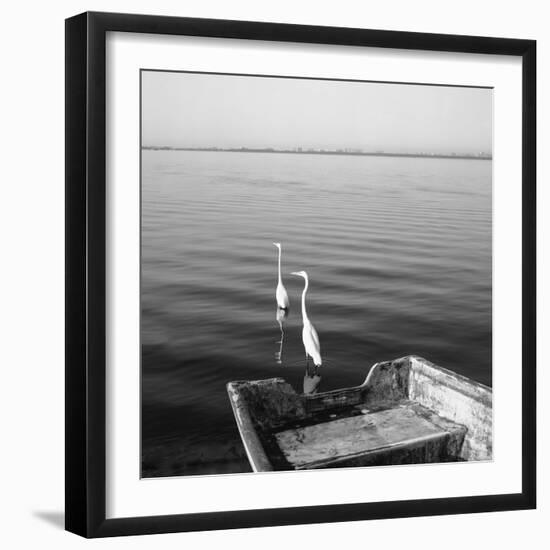 2 Herons Leaving-Moises Levy-Framed Photographic Print