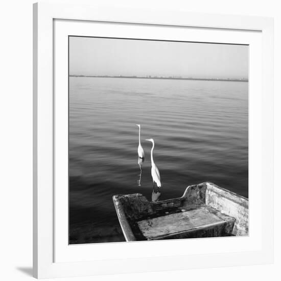 2 Herons Leaving-Moises Levy-Framed Photographic Print