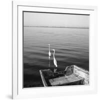 2 Herons Leaving-Moises Levy-Framed Photographic Print