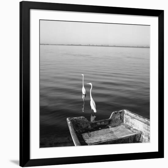 2 Herons Leaving-Moises Levy-Framed Photographic Print