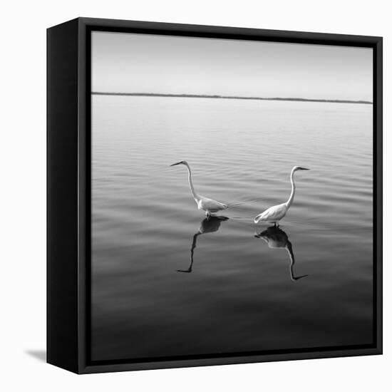 2 Herons-Moises Levy-Framed Stretched Canvas