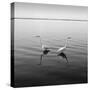 2 Herons-Moises Levy-Stretched Canvas