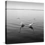 2 Herons-Moises Levy-Stretched Canvas