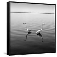 2 Herons-Moises Levy-Framed Stretched Canvas
