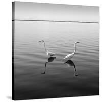 2 Herons-Moises Levy-Stretched Canvas