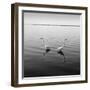 2 Herons-Moises Levy-Framed Premium Photographic Print