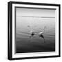 2 Herons-Moises Levy-Framed Premium Photographic Print