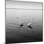 2 Herons-Moises Levy-Mounted Premium Photographic Print