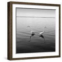 2 Herons-Moises Levy-Framed Photographic Print