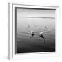 2 Herons-Moises Levy-Framed Photographic Print