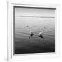 2 Herons-Moises Levy-Framed Photographic Print