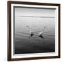 2 Herons-Moises Levy-Framed Photographic Print