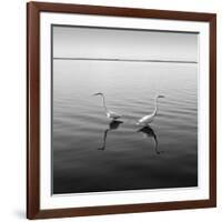 2 Herons-Moises Levy-Framed Photographic Print