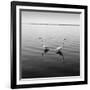 2 Herons-Moises Levy-Framed Photographic Print