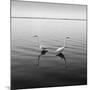 2 Herons-Moises Levy-Mounted Photographic Print