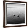 2 Herons-Moises Levy-Framed Photographic Print