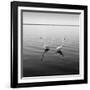 2 Herons-Moises Levy-Framed Photographic Print