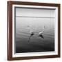 2 Herons-Moises Levy-Framed Photographic Print