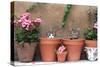 2 Kittens in Flowerpots-null-Stretched Canvas