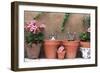 2 Kittens in Flowerpots-null-Framed Photographic Print