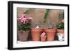 2 Kittens in Flowerpots-null-Framed Photographic Print