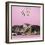 2 Kittens Lying Down Together under Mistletoe-null-Framed Photographic Print