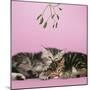 2 Kittens Lying Down Together under Mistletoe-null-Mounted Photographic Print