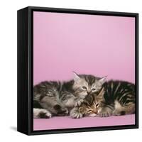 2 Kittens Lying Down Together-null-Framed Stretched Canvas