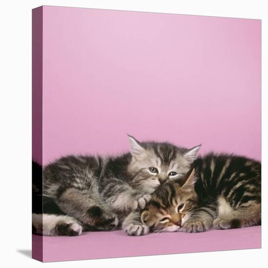 2 Kittens Lying Down Together-null-Stretched Canvas