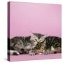 2 Kittens Lying Down Together-null-Stretched Canvas