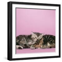 2 Kittens Lying Down Together-null-Framed Photographic Print