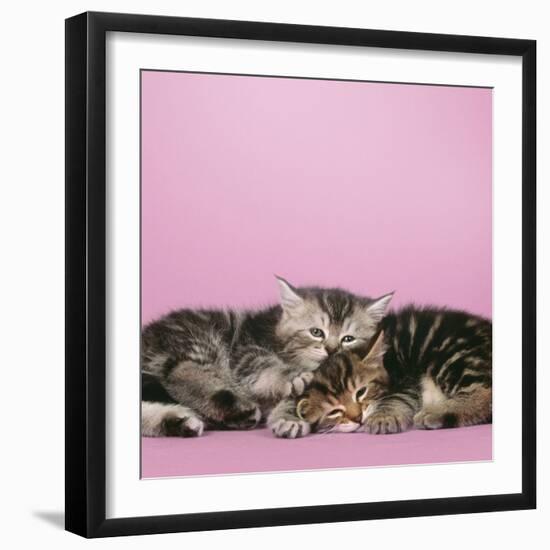 2 Kittens Lying Down Together-null-Framed Photographic Print