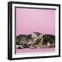 2 Kittens Lying Down Together-null-Framed Photographic Print