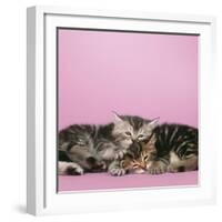 2 Kittens Lying Down Together-null-Framed Photographic Print