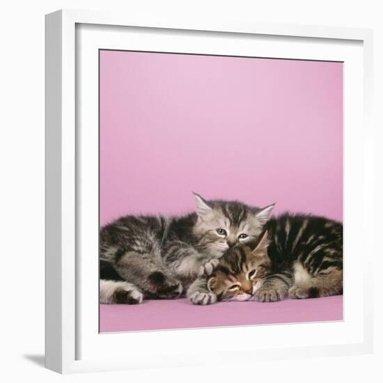 2 Kittens Lying Down Together-null-Framed Photographic Print