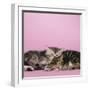2 Kittens Lying Down Together-null-Framed Photographic Print