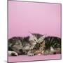 2 Kittens Lying Down Together-null-Mounted Photographic Print