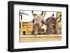 2 Miniature Donkeys Cuddling While They are Eating Grass.-babeaudufraing-Framed Photographic Print