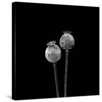 2 Poppy Heads BW-Tom Quartermaine-Stretched Canvas