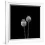 2 Poppy Heads BW-Tom Quartermaine-Framed Giclee Print