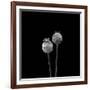 2 Poppy Heads BW-Tom Quartermaine-Framed Giclee Print