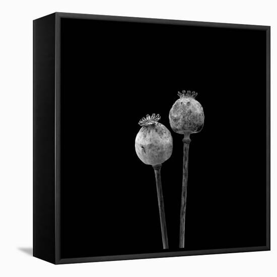 2 Poppy Heads BW-Tom Quartermaine-Framed Stretched Canvas