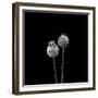 2 Poppy Heads BW-Tom Quartermaine-Framed Giclee Print