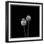 2 Poppy Heads BW-Tom Quartermaine-Framed Giclee Print